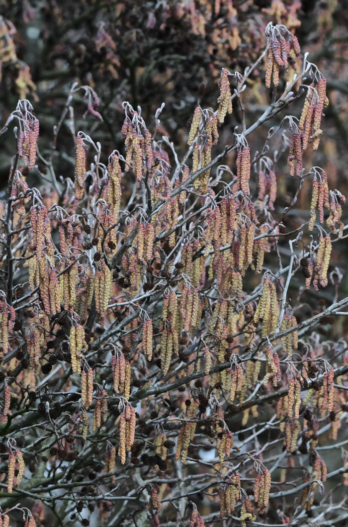 aldercatkins1603162