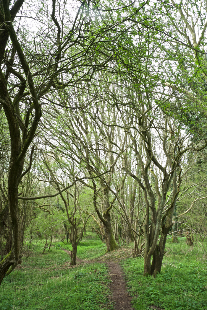 alderfordcommon2204161