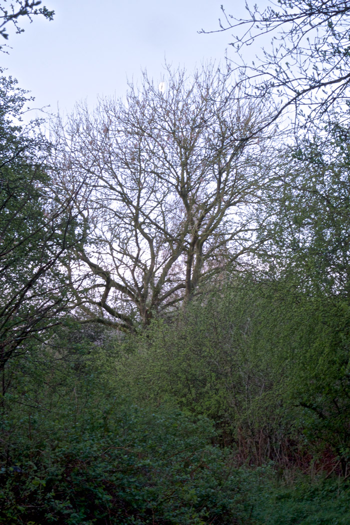 alderfordcommon2904161