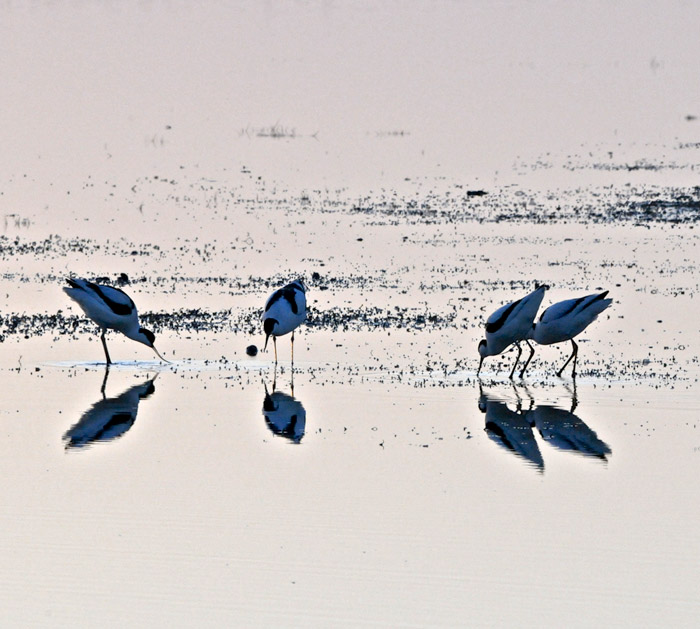 avocet1904161