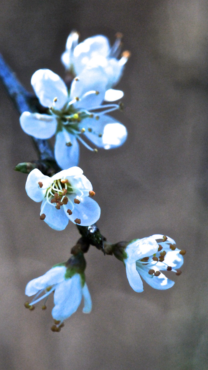 blackthorn2004155