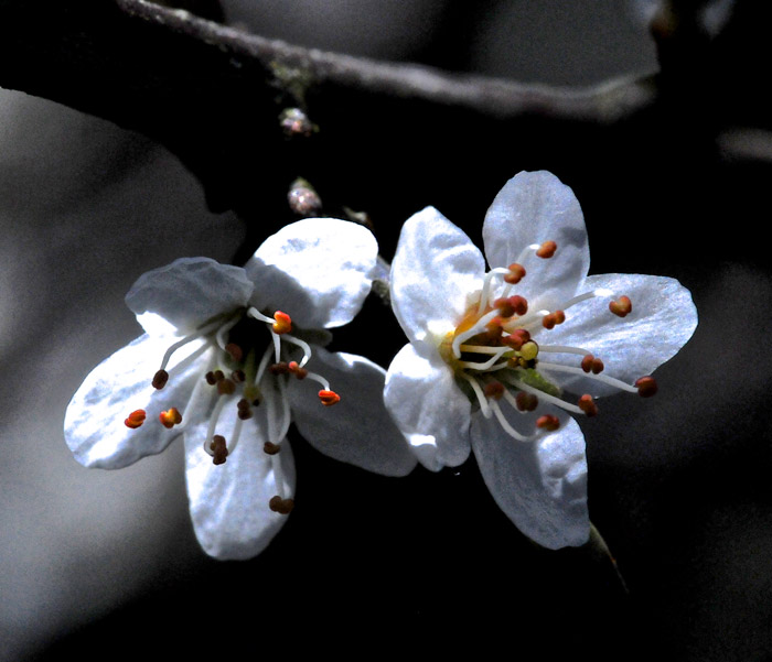 blackthorn2004161