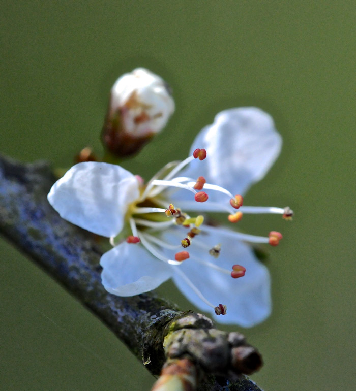 blackthorn2004162