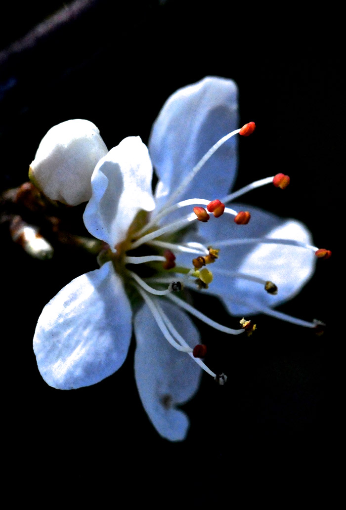 blackthorn2004163