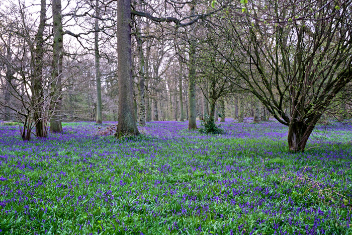 blickling2404163