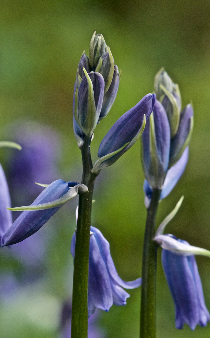 bluebell2204161