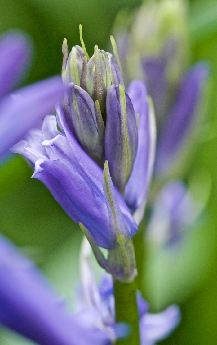 bluebell2204162