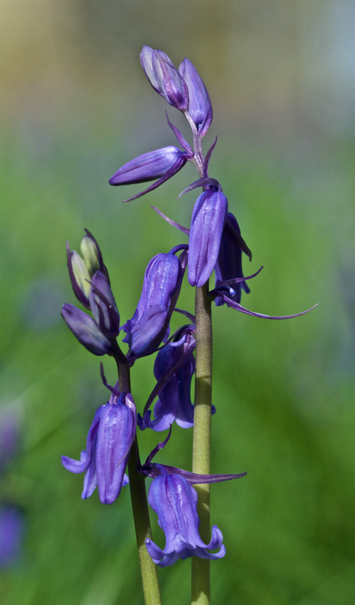 bluebell2404161