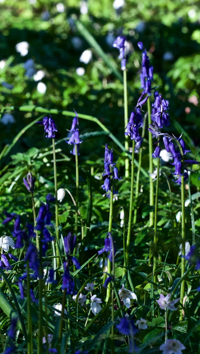 bluebell2904161