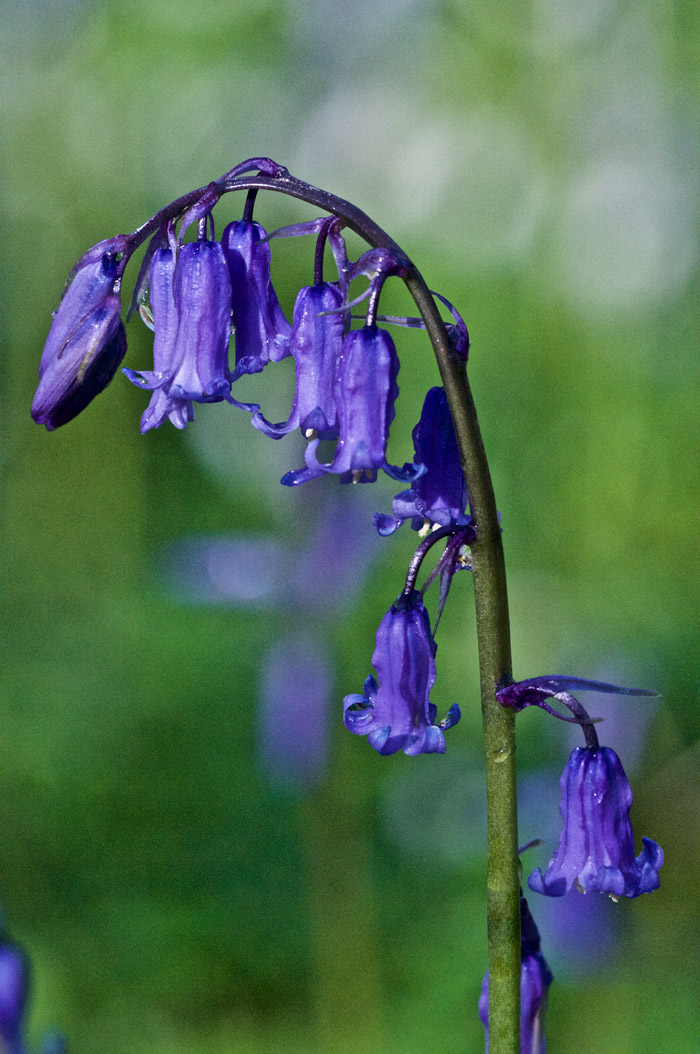 bluebell2904162