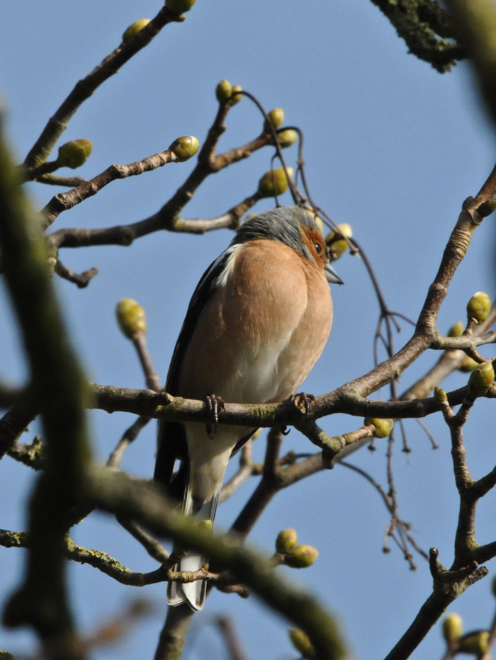 chaffinch2103161