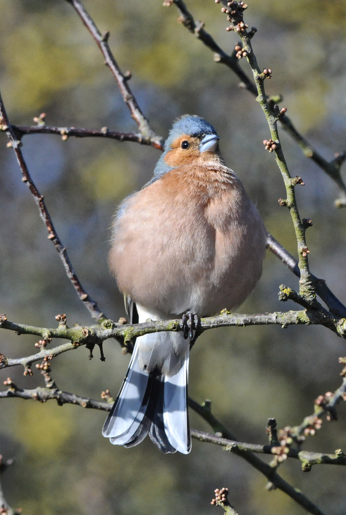 chaffinch2303161