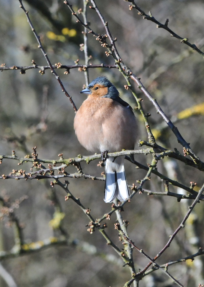 chaffinch2303162