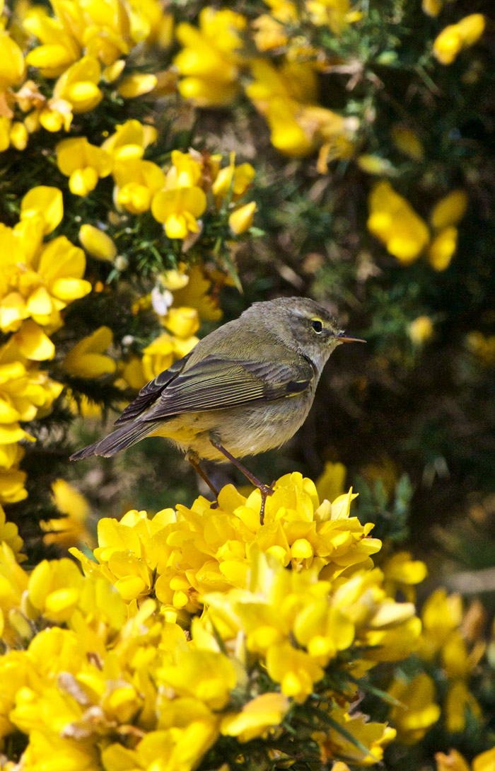 chiffchaff2804161