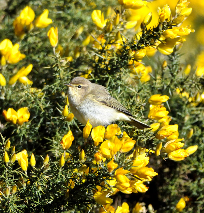 chiffchaff3003163