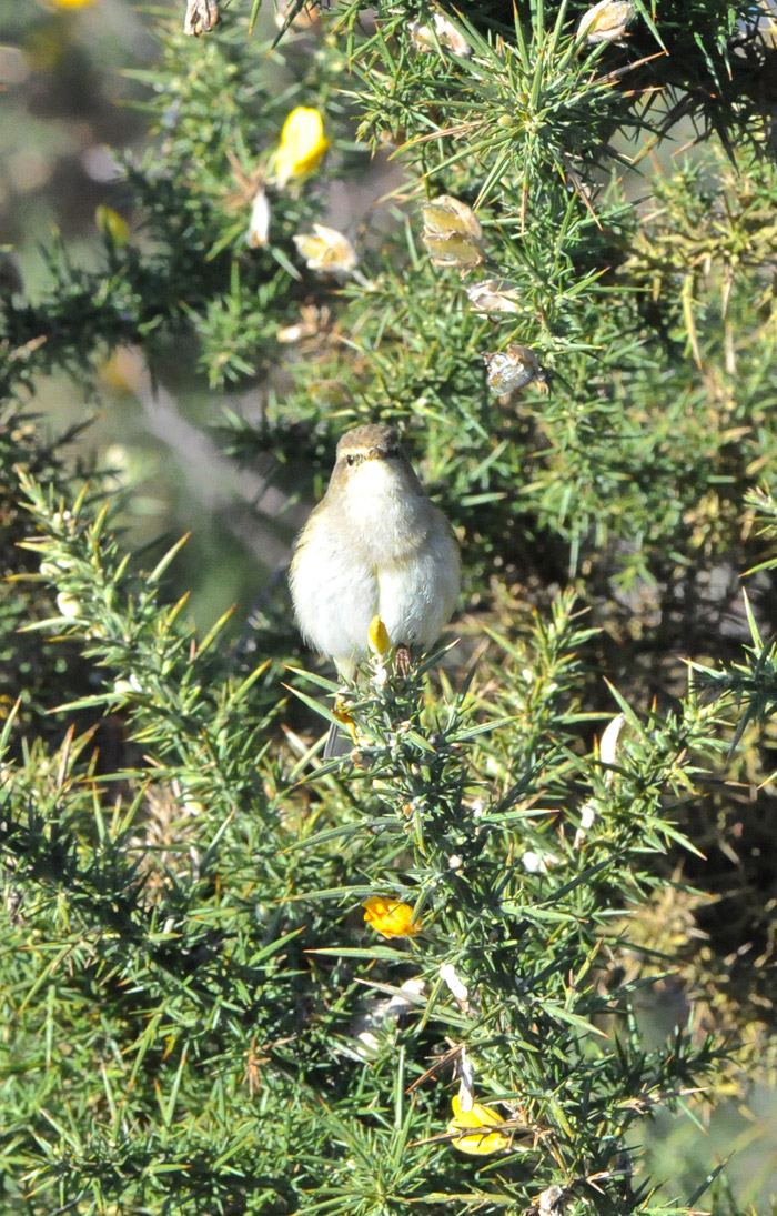 chiffchaff3003164