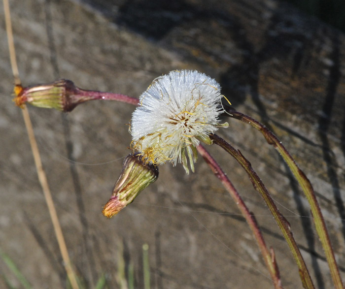 coltsfoot13014161