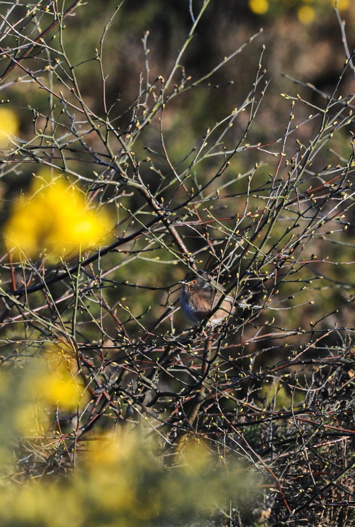 dartfordwarbler260316