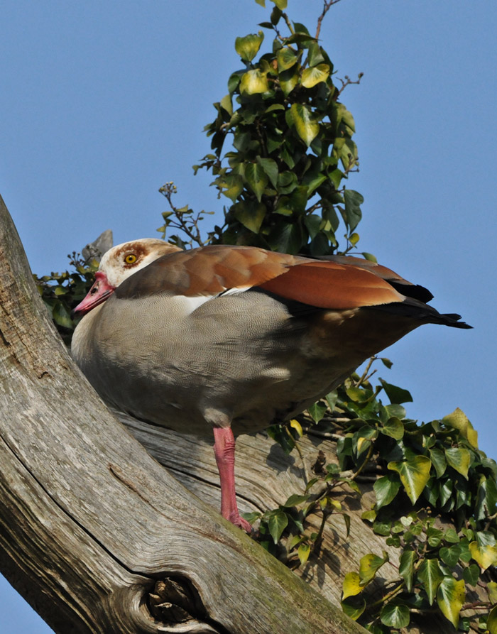 egyptiangoose2103161