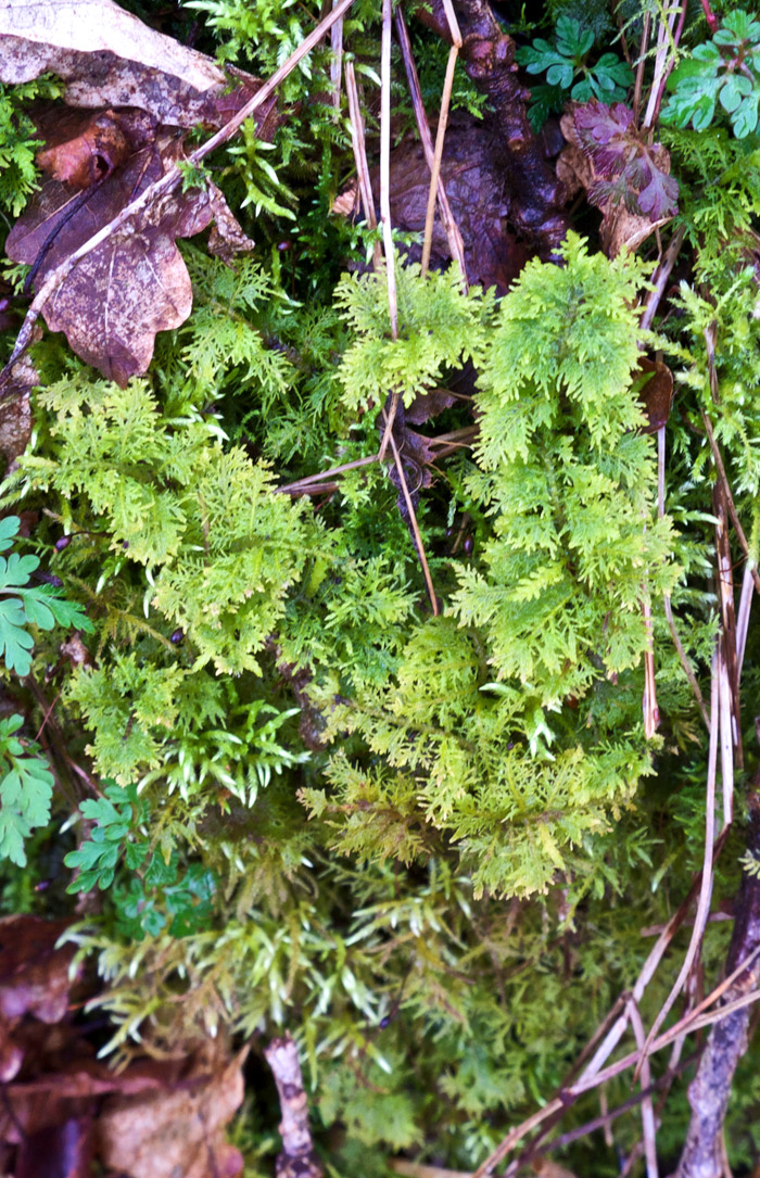 feathermoss0304161