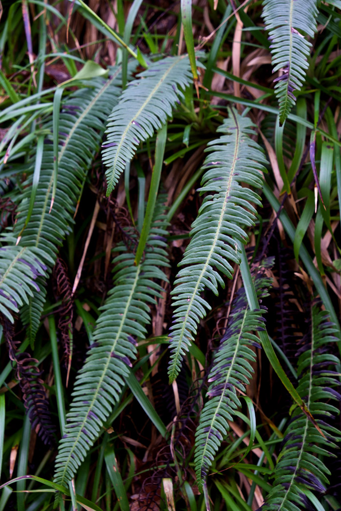 fern0304161