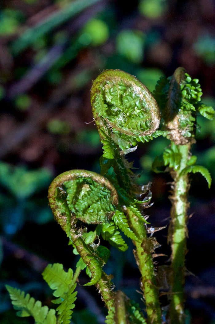 fern2904161