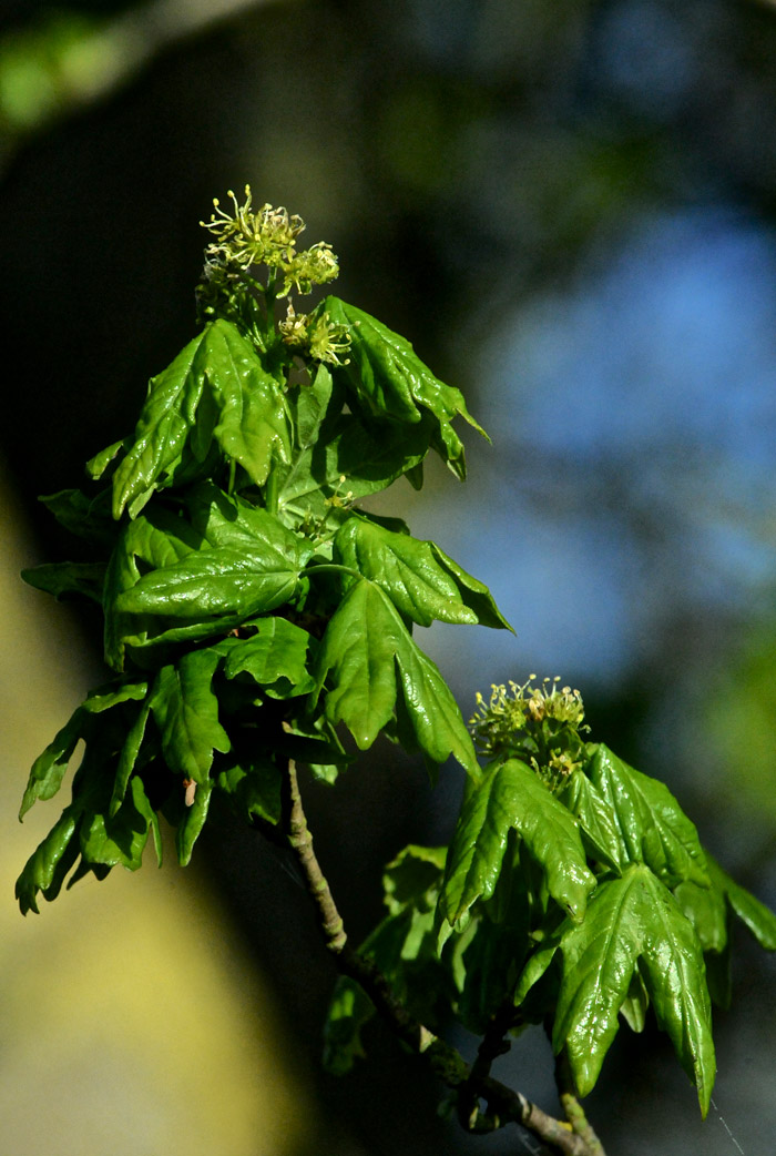 fieldmaple1304161