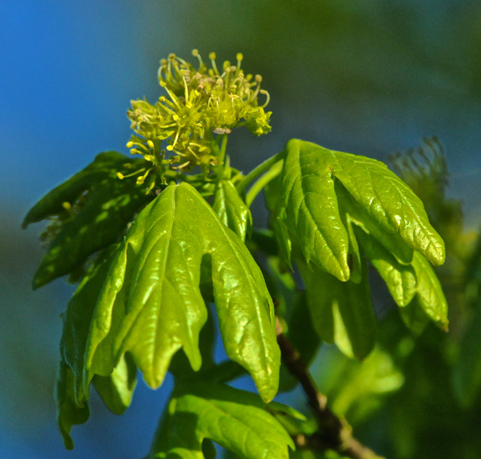 fieldmaple1304162