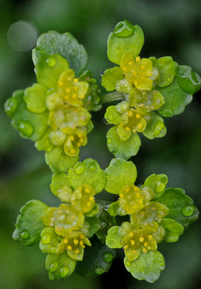 goldensaxifrage0404161