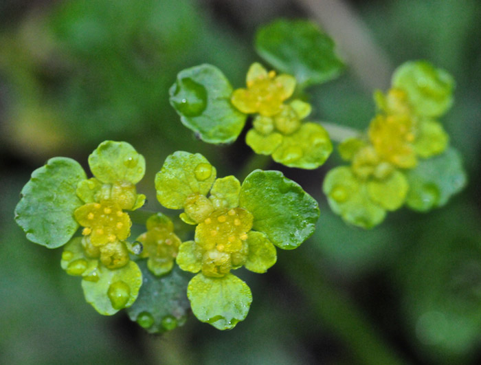 goldensaxifrage0404162