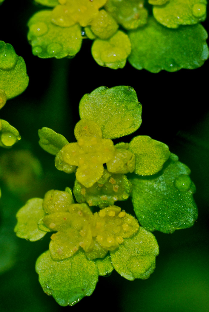 goldensaxifrage0404163