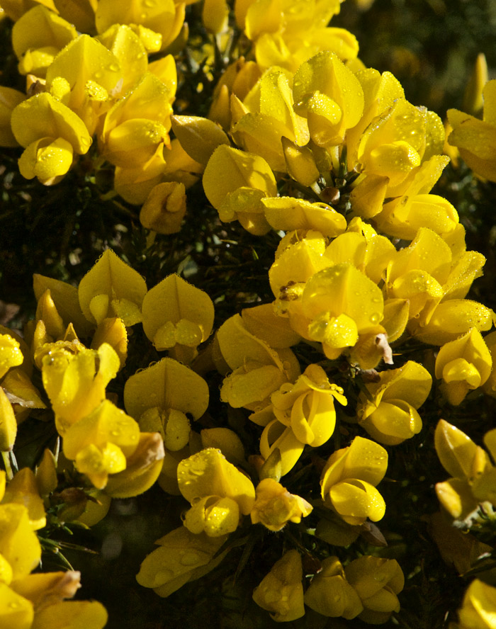 gorse2804161