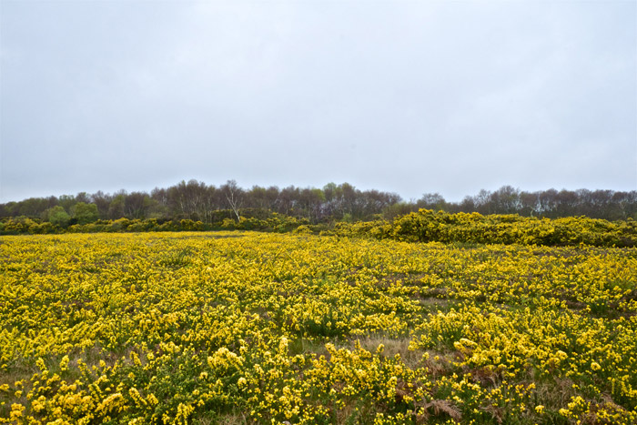 kellingHeath1404161