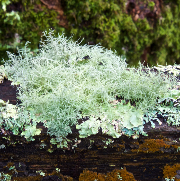 lichen0304161