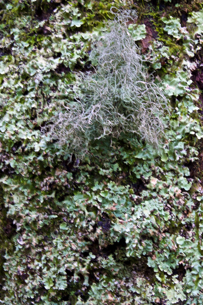 lichen0304162