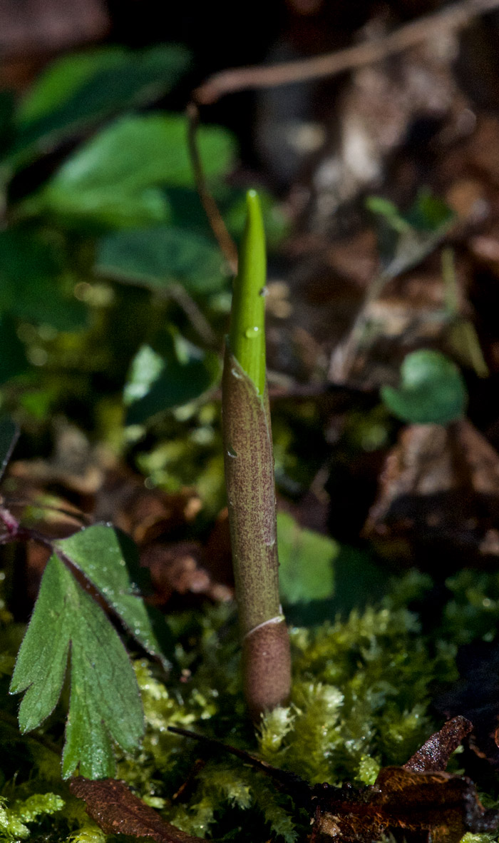 lilyofthevalley2904161