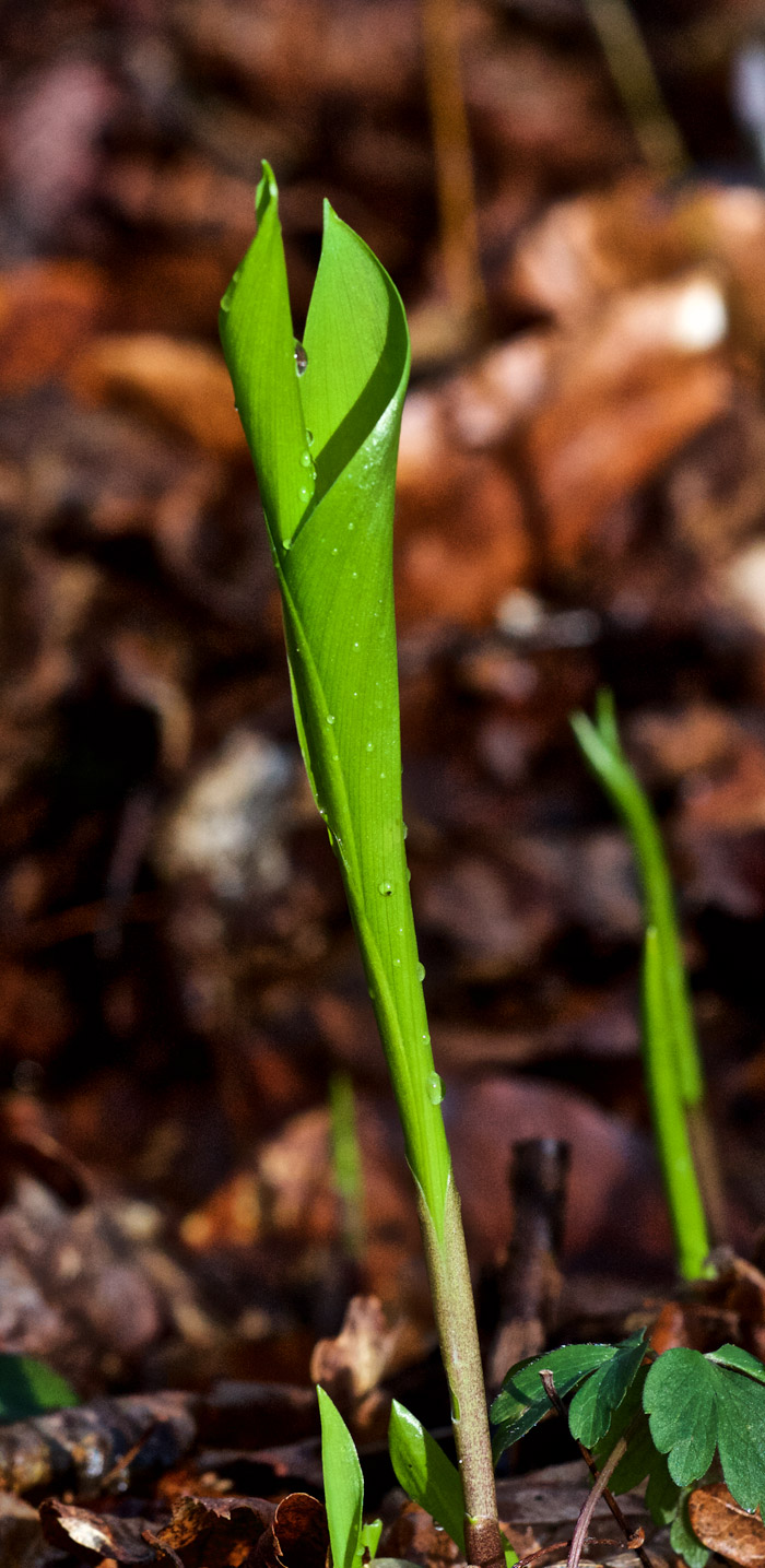 lilyofthevalley2904162