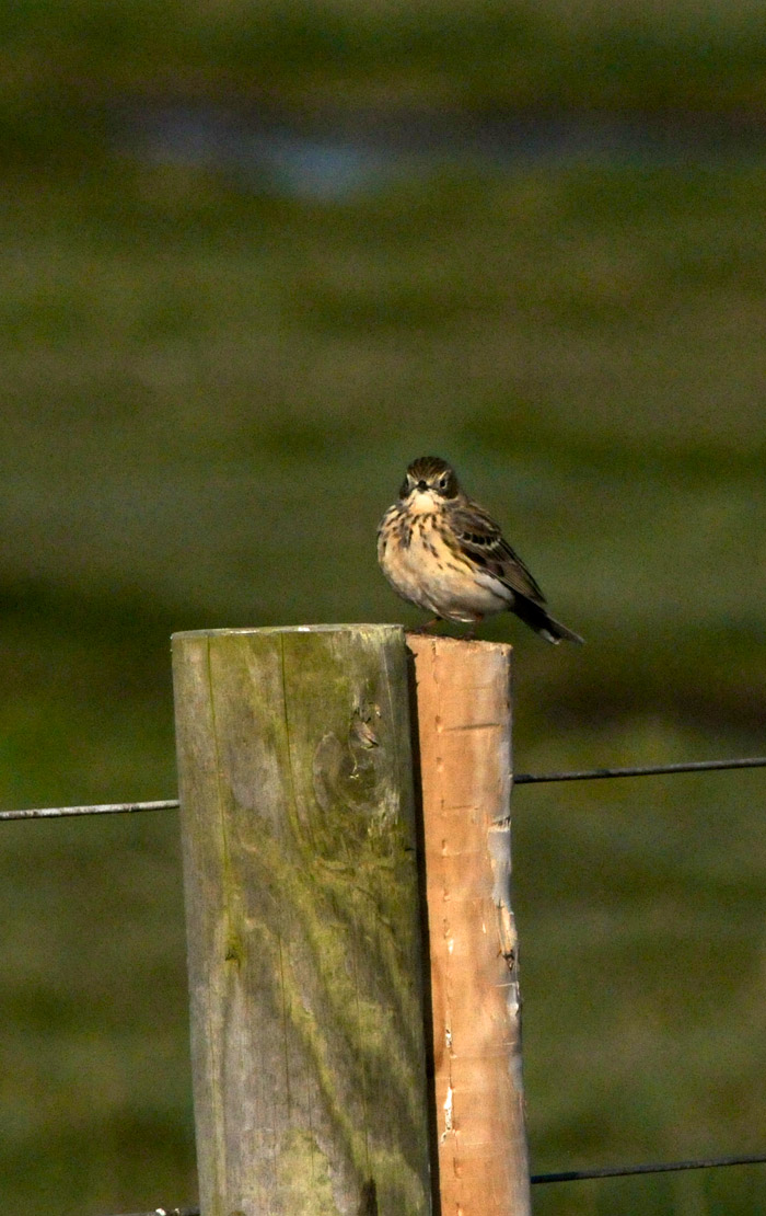 meadowpipit2004161