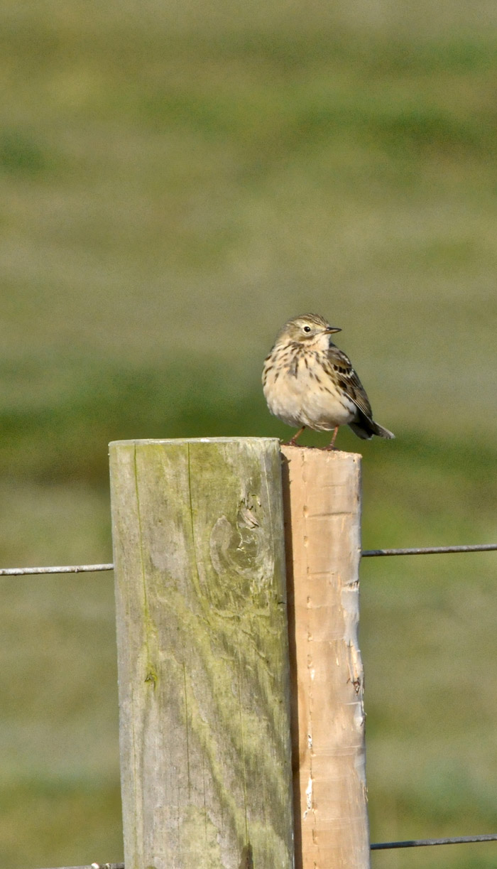 meadowpipit2004162