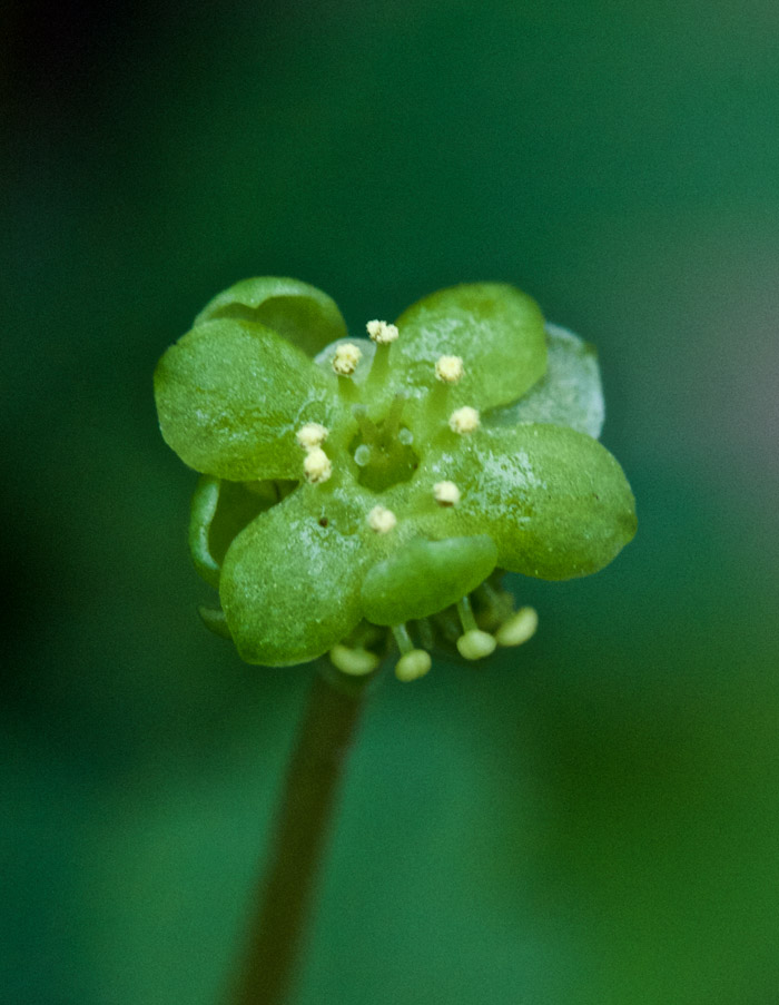 moschatel2204161