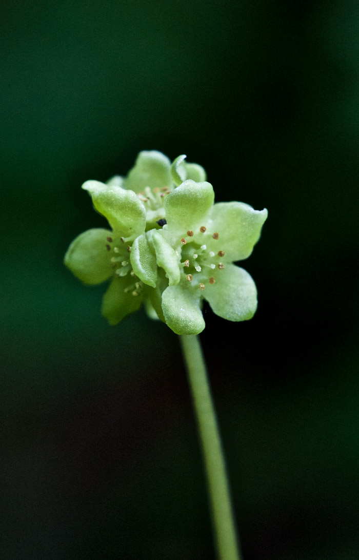 moschatel2204162