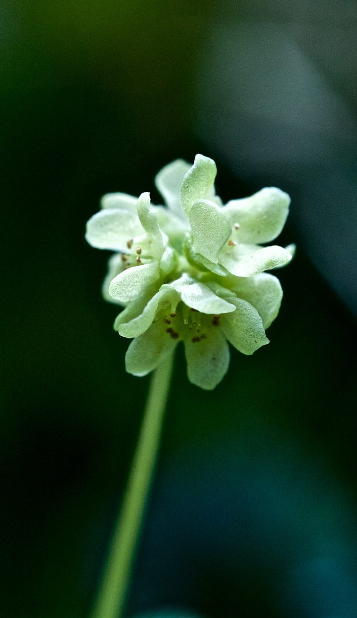 moschatel2204163