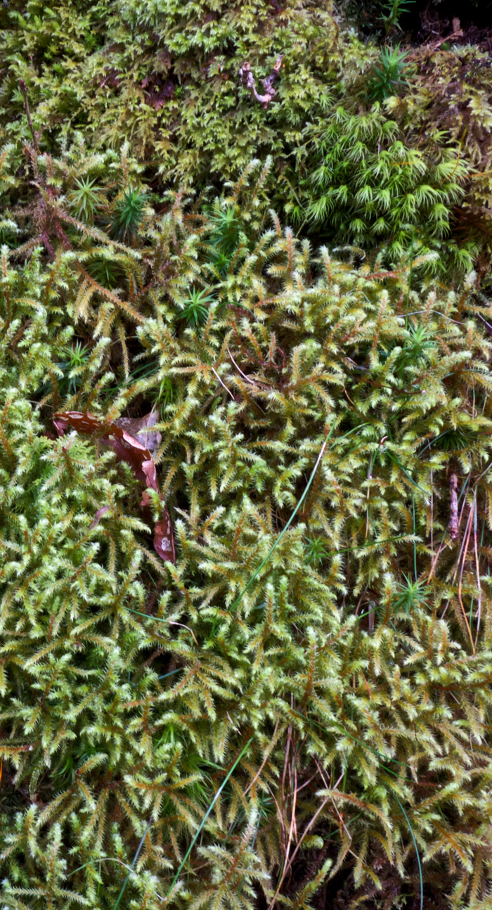 moss0304161