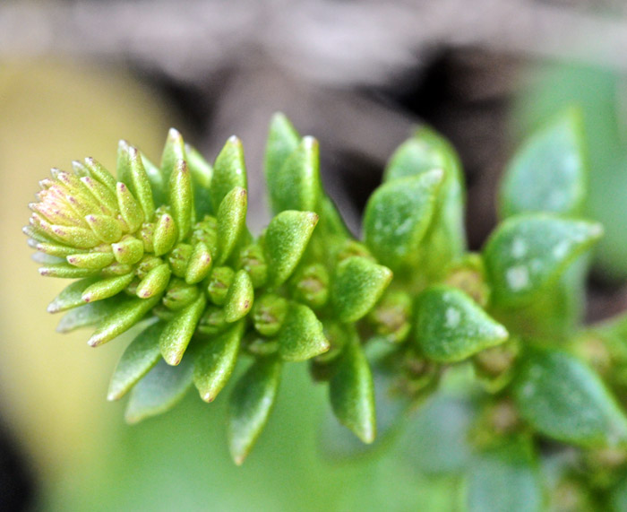 navelwort0404161