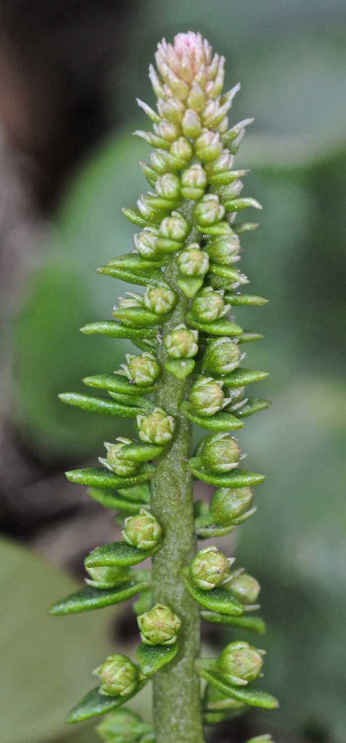 navelwort0404162