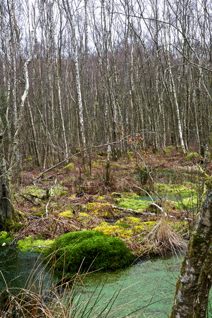 peatland0404162