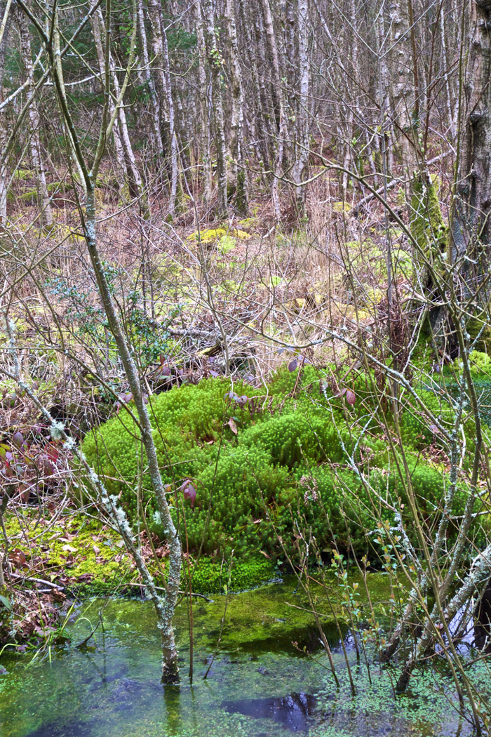 peatland0404163