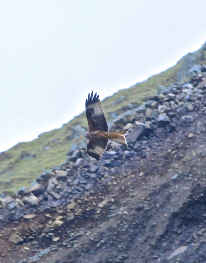 redkite0404161