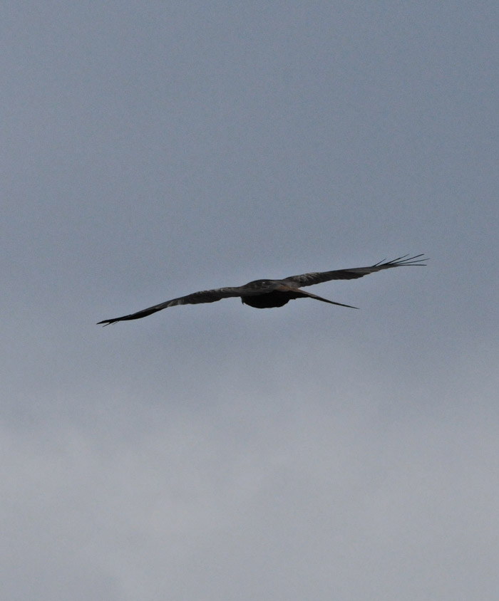 redkite0404163