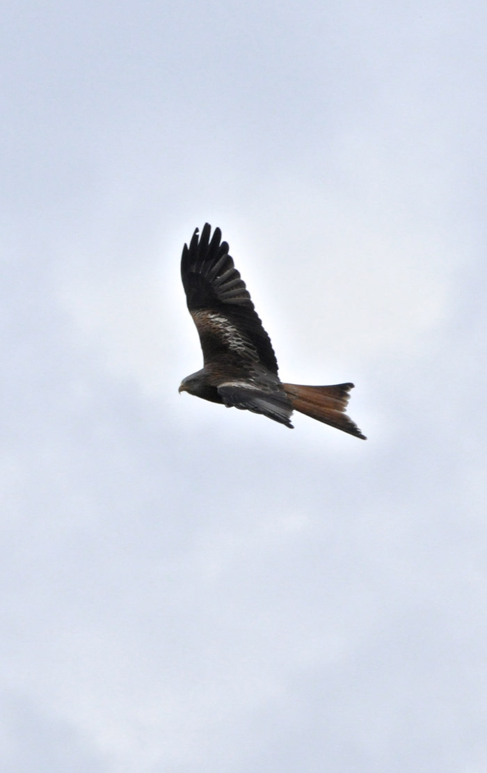 redkite0404164